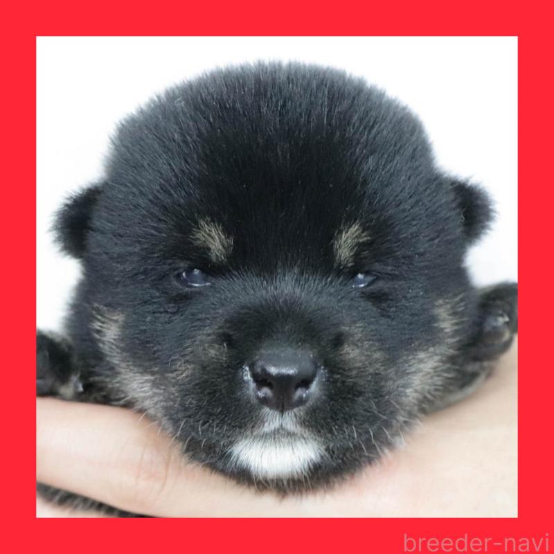販売中の愛知県の柴犬-402734